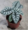 6" Alocasia Silver Dragon